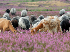 Heidegebiet Senne mit Heidschnucken © Franz Hasse