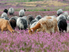 Heidegebiet Senne mit Heidschnucken © Franz Hasse
