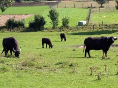 Wasserbüffelwiese bei Asseln